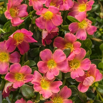 Portulaca umbraticola 'Pink' 