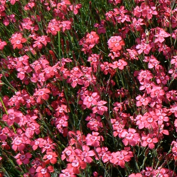 Dianthus deltoides 'Brilliant'