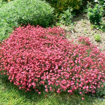 Dianthus deltoides 'Brilliant' 