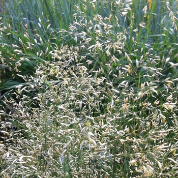 Deschampsia flexuosa