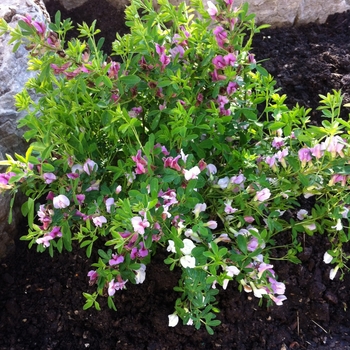 Cytisus purpureus 'Atropurpureus' 