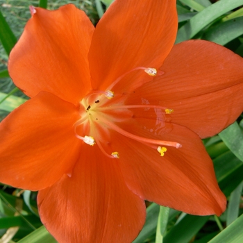 Cyrtanthus elatus 