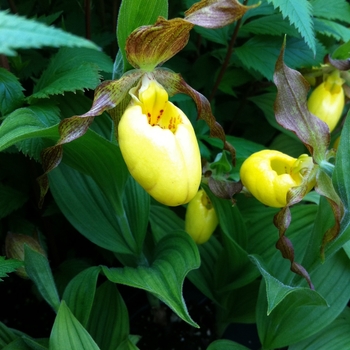 Cypripedium parviflorum var. pubescens