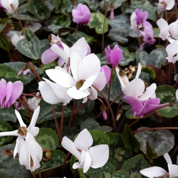 Cyclamen hederifolium