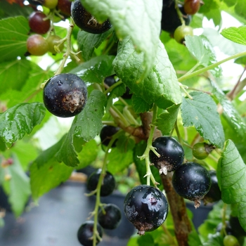 Ribes nigrum 'Wellington' 