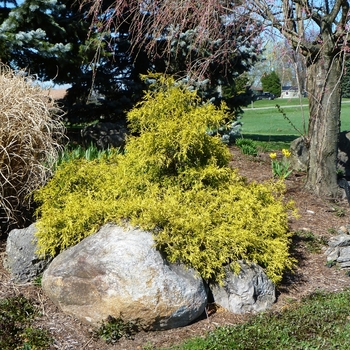 Chamaecyparis pisifera 'Mops' 