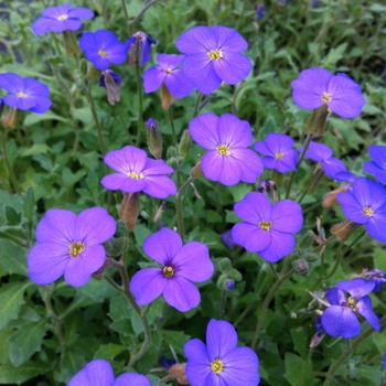 Aubrieta 'Hendersonii'