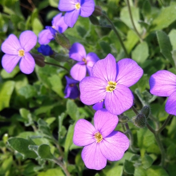 Aubrieta 'Hendersonii' 