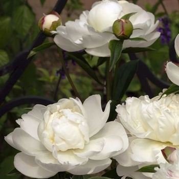 Paeonia lactiflora 'Gardenia' 