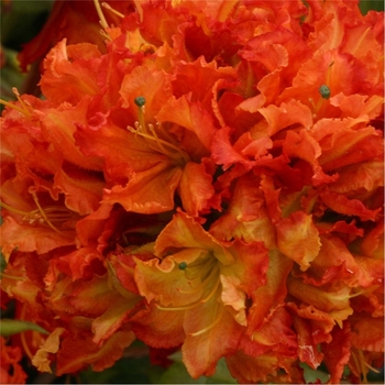 Rhododendron Knaphill hybrid 'Mary Poppins' 