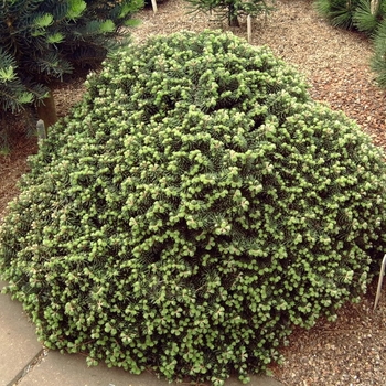 Abies koreana 'Cis' 