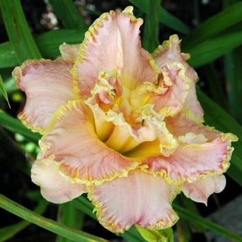 Hemerocallis 'Unlock the Stars' 