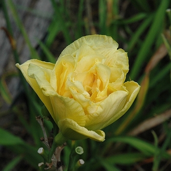 Hemerocallis 'Yellow Submarine' 