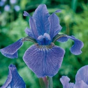 Iris sibirica 'Welcome Return' 