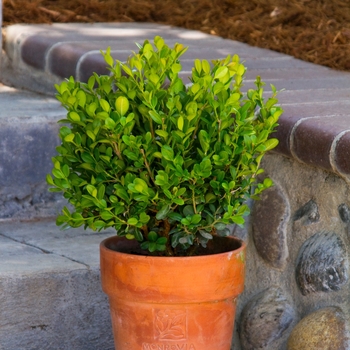 Buxus sempervirens 'Woodburn Select' 