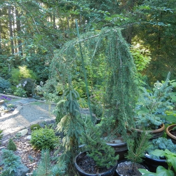 Cedrus deodara 'Girard's Weeping' 