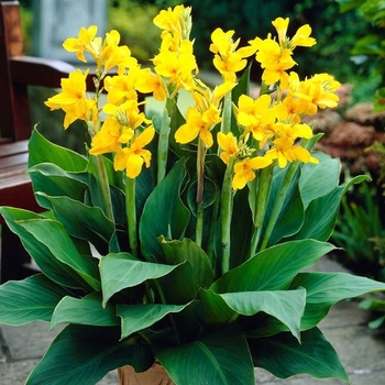 Canna x generalis 'Yara' 