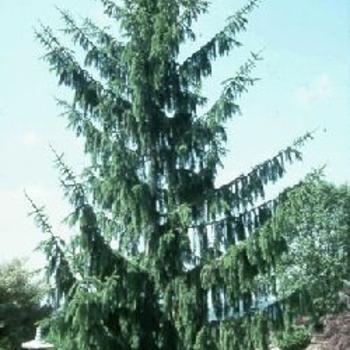 Picea abies 'Pendula Major' 