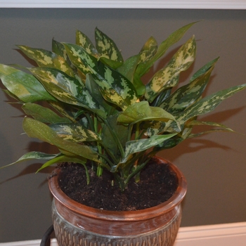 Aglaonema 'Emerald Beauty'