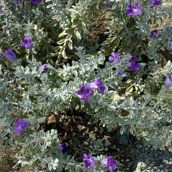 Eremophila hygrophana