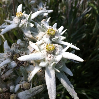 Leontopodium alpinum 