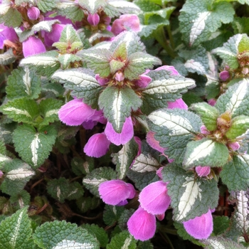 Lamium maculatum 'Chequers' 