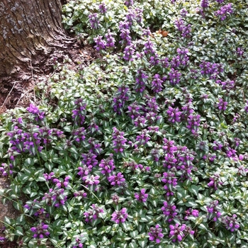 Lamium maculatum 'Chequers'