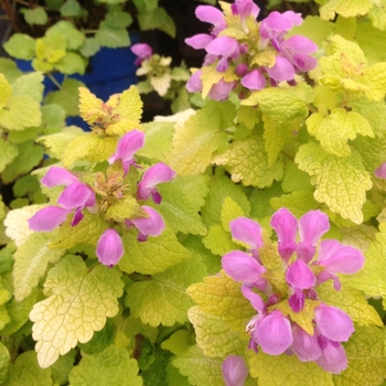 Lamium maculatum 'Aureum'