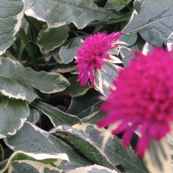 Knautia macedonica 'Thunder and Lightning'