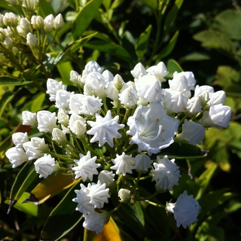 Kalmia latifolia 'Pristine' 