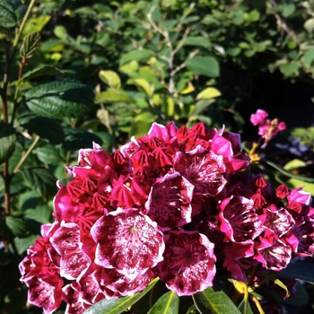 Kalmia latifolia 'Kaleidoscope'