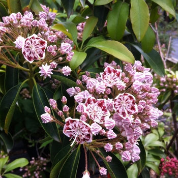 Kalmia latifolia 'Carousel' 