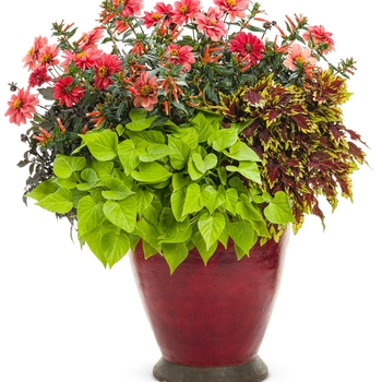 Coleus scutellarioides ColorBlaze® 'Royale Apple Brandy®'