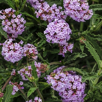 Verbena bonariensis 'INVEBPUTOW' 