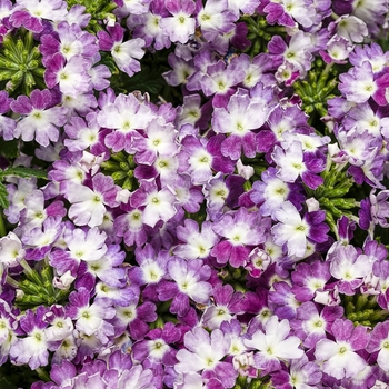 Verbena 'Sparkling Amethyst' 