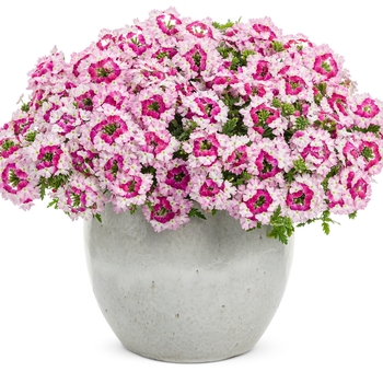 Verbena 'VEAZ0021' PP26350, Can PBRAF