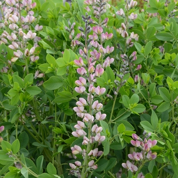 Baptisia 'Deluxe Pink Truffles' USPPAF