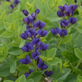 Baptisia Decadence® 'Sparkling Sapphires'