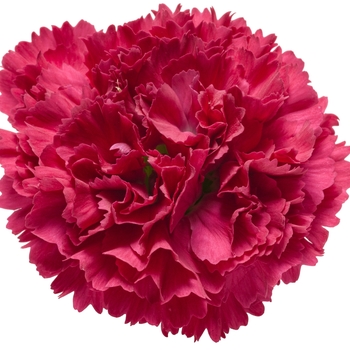 Dianthus 'Cranberry Cocktail' 