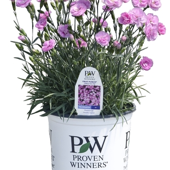 Dianthus Fruit Punch® 'Sweetie Pie'