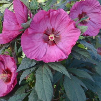 Hibiscus 'Berry Awesome' PP27936, Can 5647