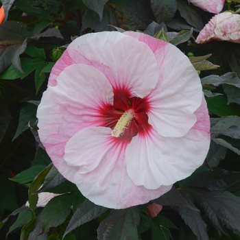 Hibiscus Summerific® 'Perfect Storm'