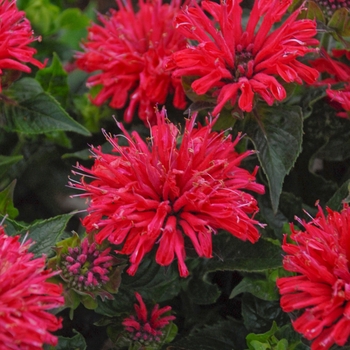 Monarda didyma 'Pardon My Cerise' 