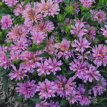 Monarda didyma 'Pardon My Lavender' 