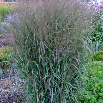 Panicum virgatum 'Apache Rose' PP29142, Can 5651