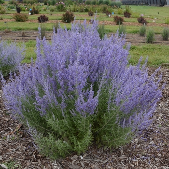 Perovskia atriplicifolia 'Denim 'n Lace'