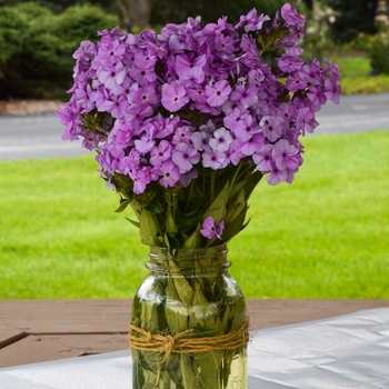 Phlox 'Opening Act Blush' PP27462, Can PBRAF