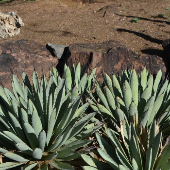 Agave macroacantha