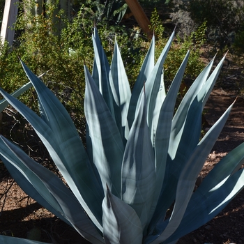 Agave weberi