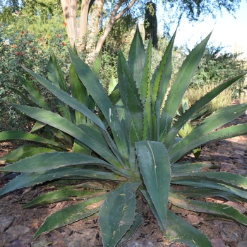 Agave bovicornuta 'Reggae Time' 